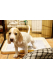 【ペット】犬のおしっこの消臭剤: マイクロゲルRed　30cc入り