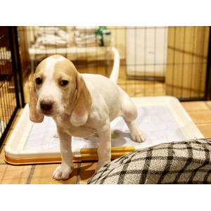 【ペット】犬のおしっこの消臭剤: マイクロゲルRed　30cc入り