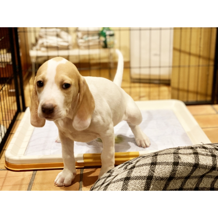 【ペット】犬のおしっこの消臭剤: マイクロゲルRed　30cc入り